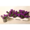 Verbena violet P10.5
