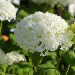 Šviesioji hortenzija - Hydrangea arborescens STRONG ANNABELLE (ABETWO, Incrediball)