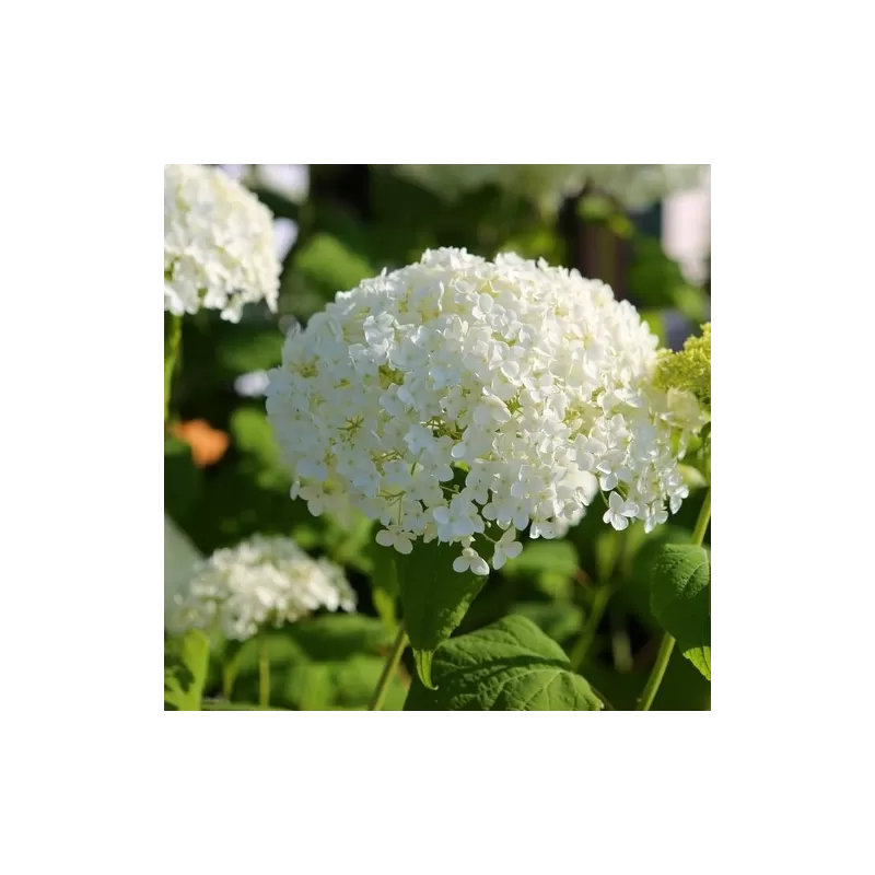 Šviesioji hortenzija - Hydrangea arborescens STRONG ANNABELLE (ABETWO, Incrediball)