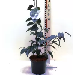 Styrax japonicus EVENING LIGHT