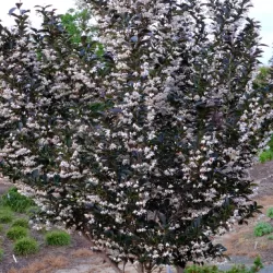 Styrax japonicus EVENING LIGHT