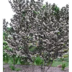 Styrax japonicus EVENING LIGHT
