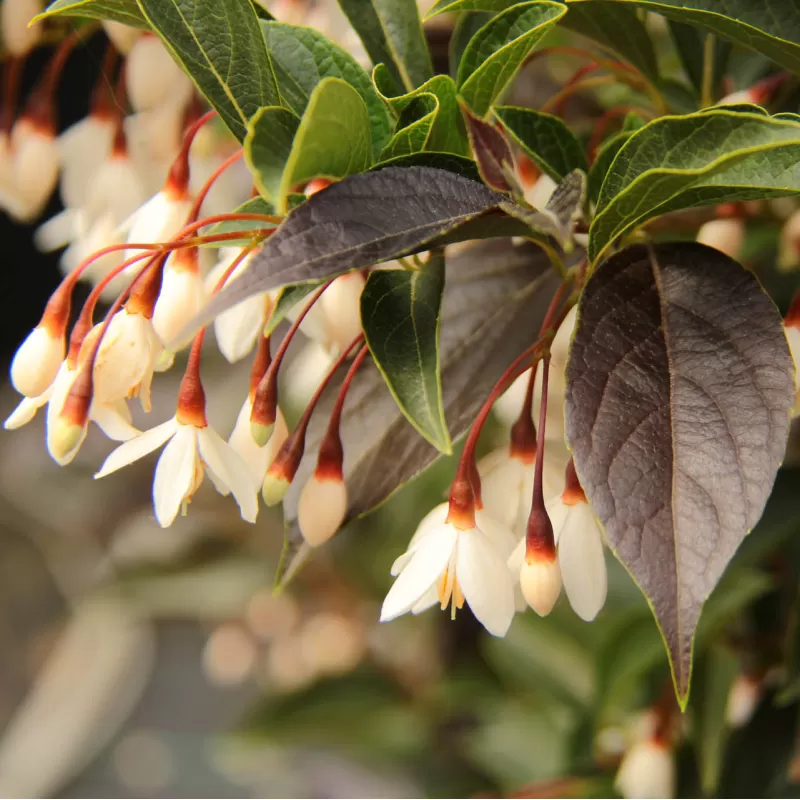 Styrax japonicus EVENING LIGHT