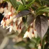 Styrax japonicus EVENING LIGHT
