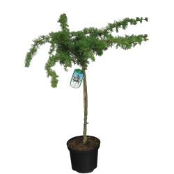 Garden plants/Trees/Flowers/ web-shop