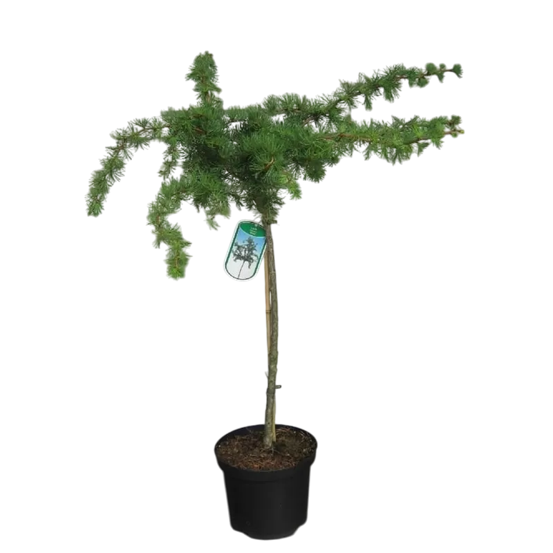 Garden plants/Trees/Flowers/ web-shop