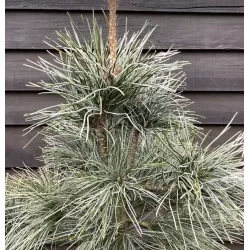 Korėjinė pušis - Pinus koraiensis SILVERAY