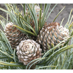Korėjinė pušis - Pinus koraiensis SILVERAY