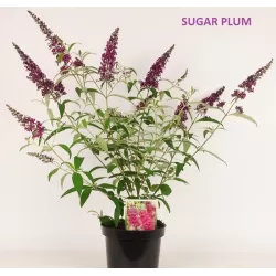 Davido budlėja - Buddleja davidii SUGAR PLUM