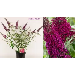 Davido budlėja - Buddleja davidii SUGAR PLUM