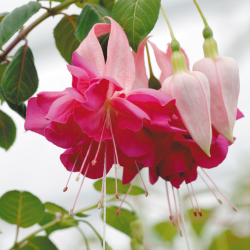 Fuchsija - Fuchsia Bella Rosella