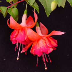 Fuchsija - Fuchsia Bicentennial