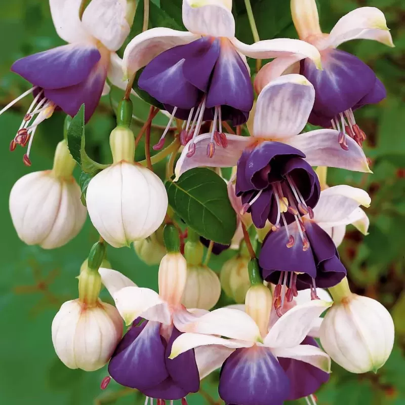 Fuchsija - Fuchsia BLUE ANGEL