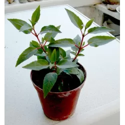 Fuchsija - Fuchsia Deep Purple