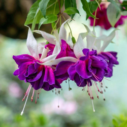Fuchsia Deep Purple