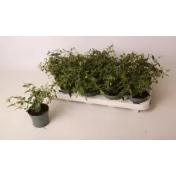 Fuchsia Lady Thumb (Snowcap)