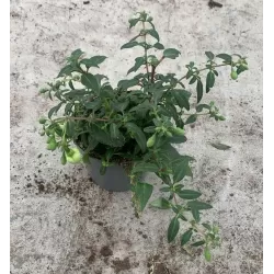 Fuchsia Lady Thumb (Snowcap)