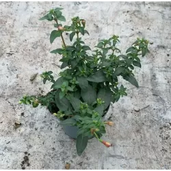 Fuchsia Lady Thumb (Snowcap)