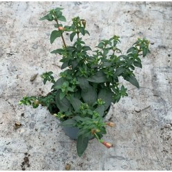 Fuchsija - Fuchsia Lady Thumb (Snowcap)