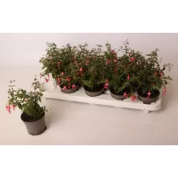 Fuchsia Lady Thumb (Snowcap)