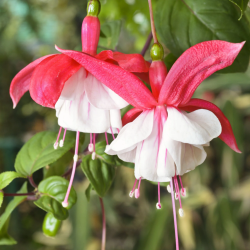 Fuchsija - Fuchsia Lady Thumb (Snowcap)