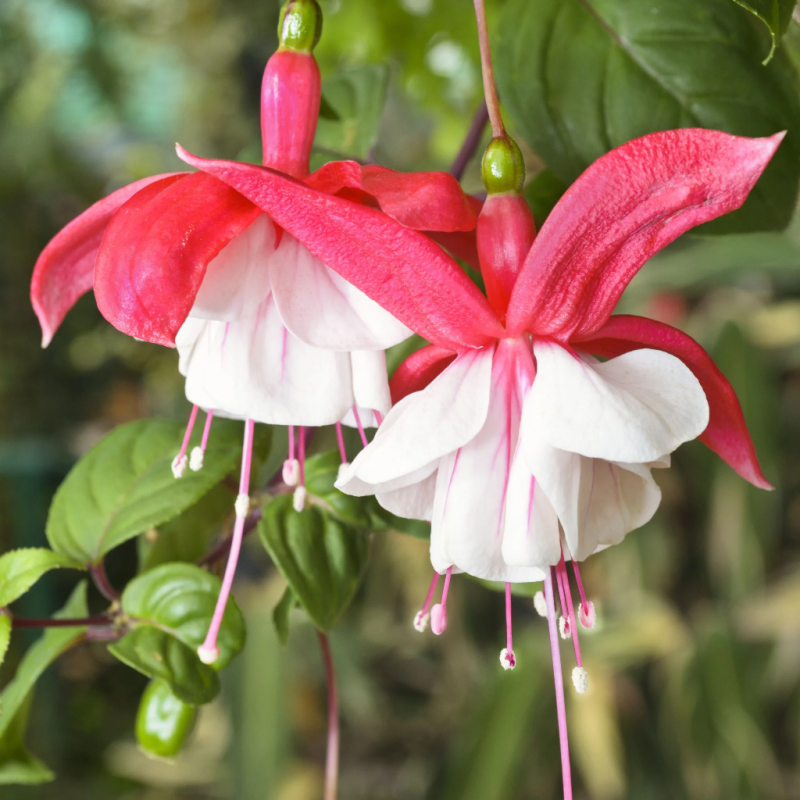 Fuchsija - Fuchsia Lady Thumb (Snowcap)