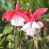 Fuchsija - Fuchsia Lady Thumb (Snowcap)