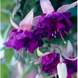 Fuchsija - Fuchsia Royal Mosaic