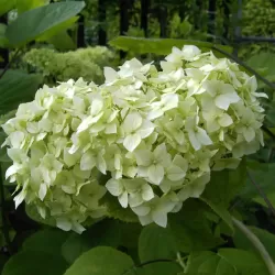 Šviesioji hortenzija - Hydrangea arborescens GRANDIFLORA