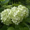Šviesioji hortenzija - Hydrangea arborescens GRANDIFLORA