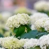 Šviesioji hortenzija - Hydrangea arborescens GRANDIFLORA