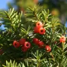Dygusis kukmedis - Taxus cuspidata Nana P9 C0,5 (4 metų augalai, bal. pab. pristatymui))