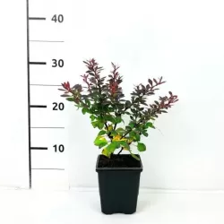 Tunbergo raugerškio sodinukai su pristatymu į namus