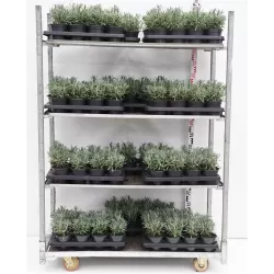 Levandinas - Lavandula intermedia SENSATIONAL