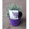 Lavandula angustifolia HIDCOTE