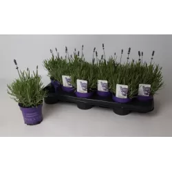 Lavandula angustifolia HIDCOTE