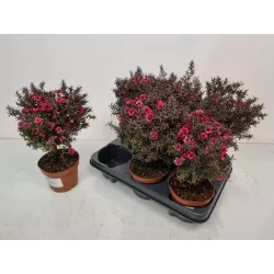 E-medelynas internete: vaismedžiai ir vaiskrūmiai