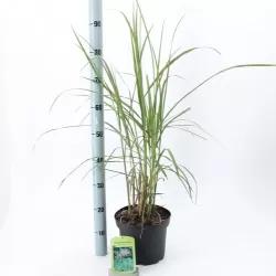 Kininis miskantas  - Miscanthus sinensis MALEPARTUS