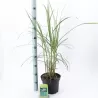 Kininis miskantas  - Miscanthus sinensis MALEPARTUS
