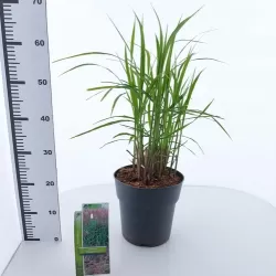 Kininis miskantas  - Miscanthus sinensis MALEPARTUS