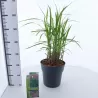Miscanthus sinensis MALEPARTUS