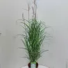 Kininis miskantas  - Miscanthus sinensis MALEPARTUS