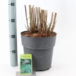 Kininis miskantas  - Miscanthus sinensis MALEPARTUS