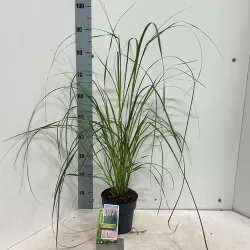 Cortaderia selloana PINK FEATHER