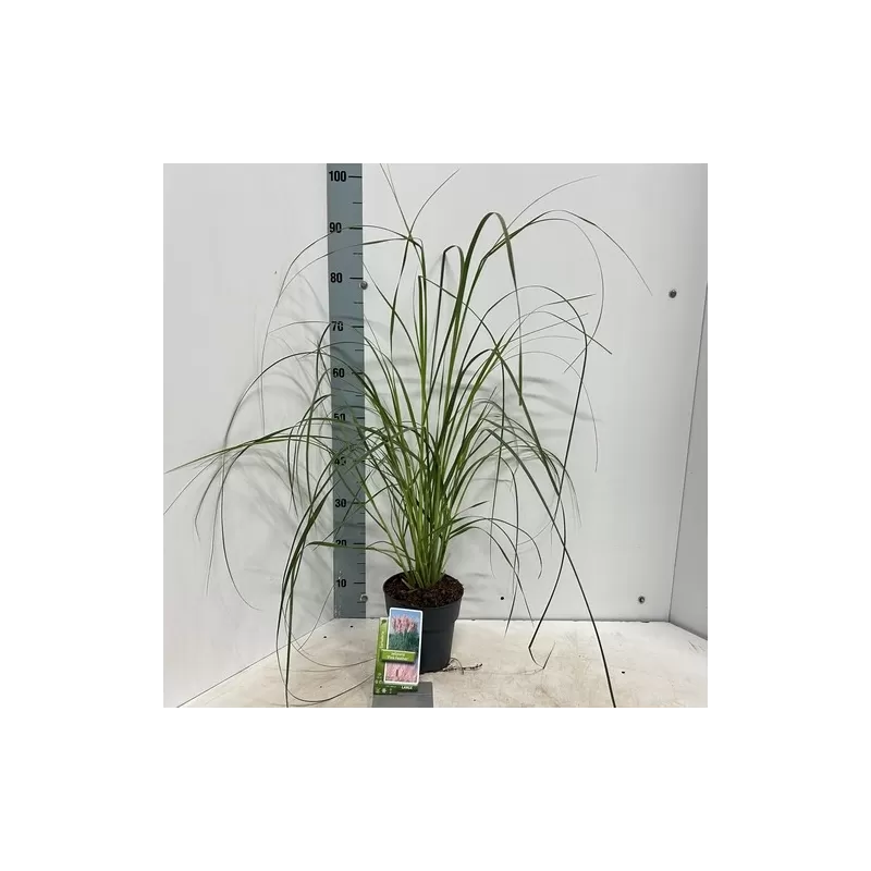 Cortaderia selloana PINK FEATHER