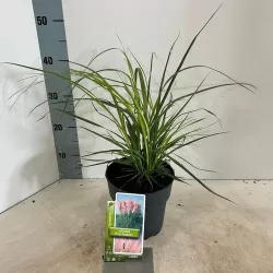 Cortaderia selloana PINK FEATHER
