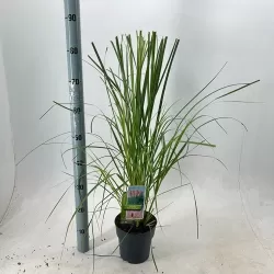 Cortaderia selloana PINK FEATHER