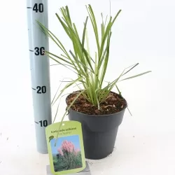 Cortaderia selloana PINK FEATHER