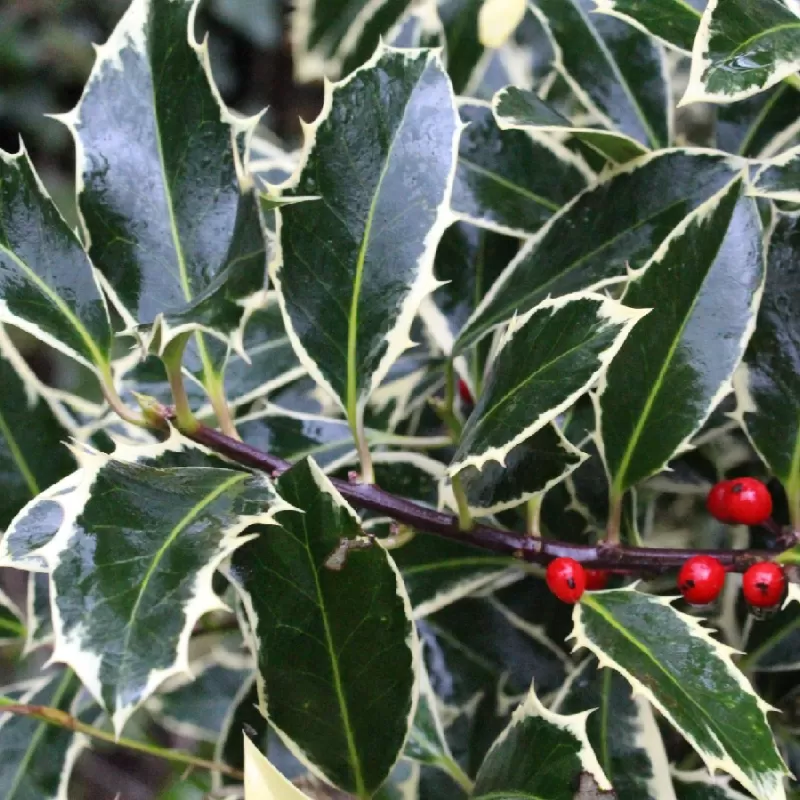 Dygialapis bugienis - Ilex aquifolium SILVER QUEEN
