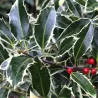 Ilex aquifolium SILVER QUEEN